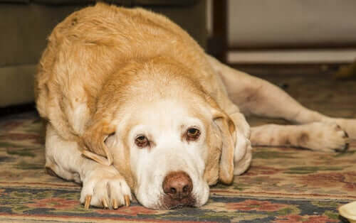Zapalenie stawów u psów - Labrador retriever