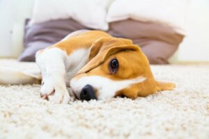 Padaczka u psów: objawy i rozwiązania