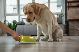 Karmy bez zbóż dla psów - dlaczego są potrzebne?