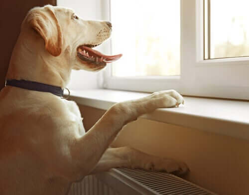 pies przy oknie