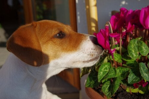 Pies wącha kwiatki