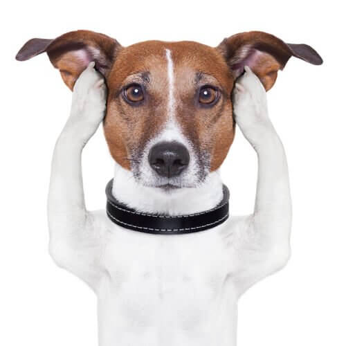 Pies zakrywa uszy, głuchota u psów