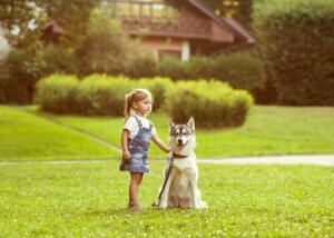 Zmysł orientacji u psów - teoria i wyjaśnienie