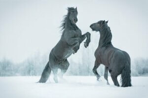Prehistoryczny koń z wiecznej zmarzliny na Syberii