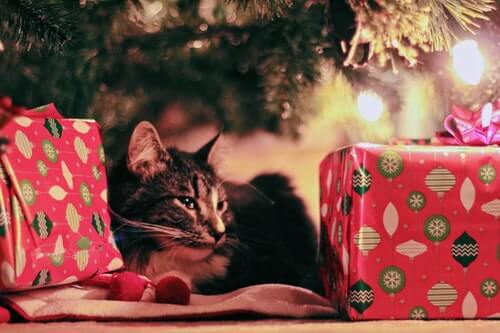 kot w prezentach