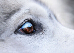 Brodawki wokół oczu u psa: rodzaje leczenia