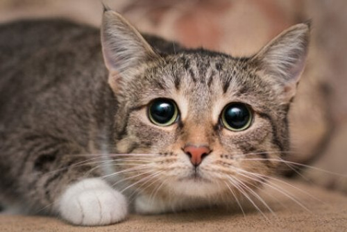 Kot z wielkimi oczami