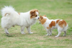 Przywitanie psów - co powinieneś wiedzieć