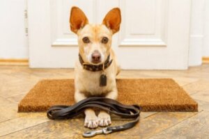 7 częstych błędów popełnianych przy szkoleniu psów