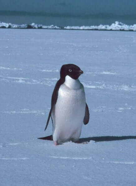 cmentarz pingwiny antarktyda