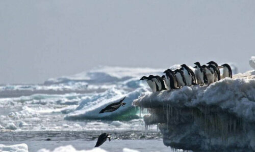 Cmentarz pingwinów na Antarktydzie i zmiany klimatu