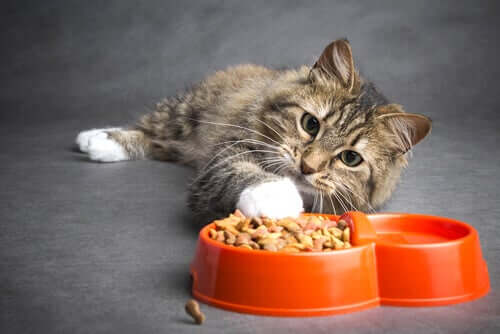 Rak - jak powinna wyglądać dieta u chorego kota?