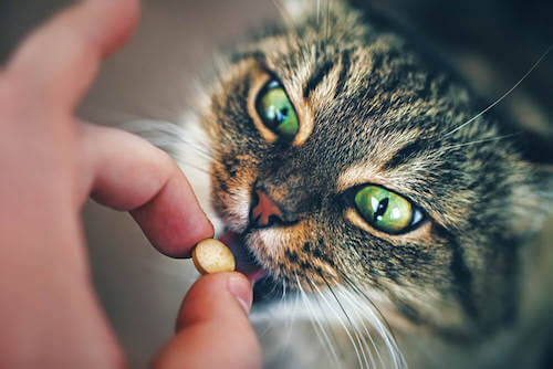 Leki - jak najlepiej podawać je Twojemu kotu?