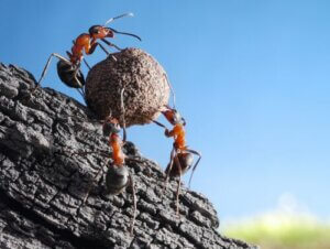 Mrówki - ciekawostki, o których nie słyszeliście