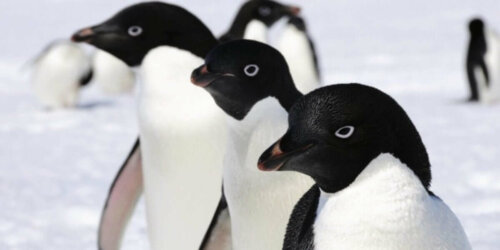 pingwiny adeli