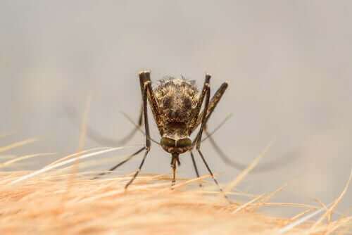 wirus zika komary