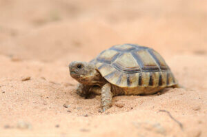 Żółwie w Hiszpanii - poznaj tę ciekawą populację