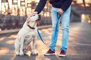 Dog walker - jak wybrać najlepszego dla twojego psa