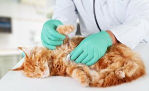 Kardiomiopatia przerostowa u kotów: leczenie i opieka