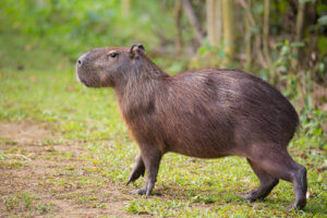 Kapibary - co to za tajemnicze zwierzęta?