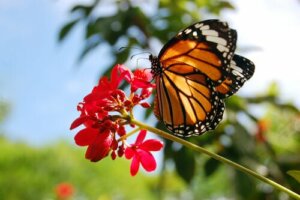 Motyl monarcha - niesamowita odyseja danaida wędrownego