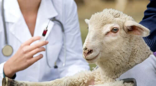 owieczka i choroby