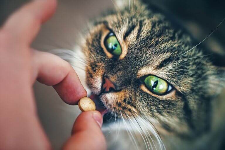 podawanie kotom leków
