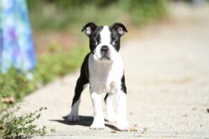 Strabizm u psa - poznaj przyczyny i leczenie