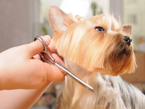 Specjalne fryzury dla psów