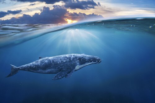 Czy wieloryby odczuwają stres?