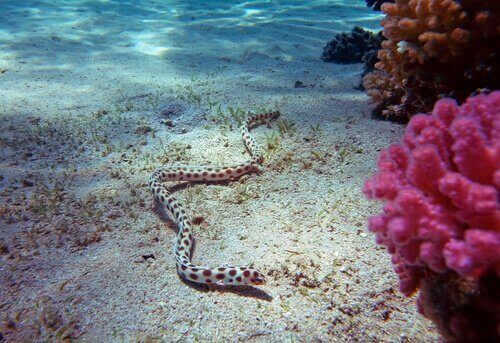 węże morskie środowisko