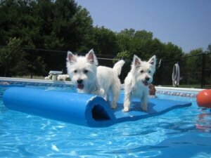 Zabawy w basenie - propozycje dedykowane psom