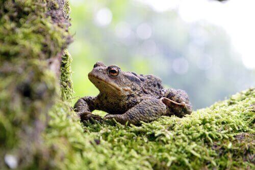 Park Narodowy Doñana żaby