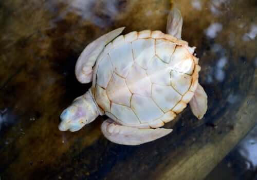 Biały żółw: wszystko, co powinieneś o nim wiedzieć