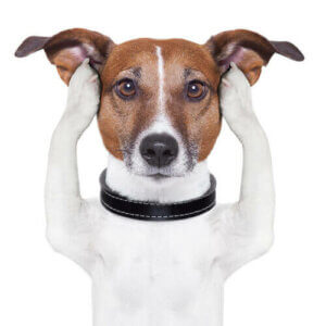 Szósty zmysł u głuchych psów - istnieje?