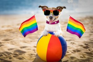 Czy homoseksualizm wśród psów istnieje?