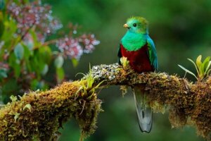 Kwezal - legendarny ptak z Mezoameryki
