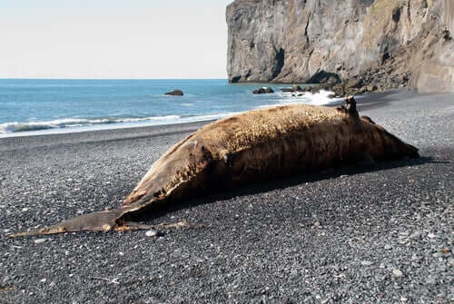 martwy wieloryb na plaży