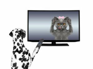 Reklamy telewizyjne z udziałem zwierząt