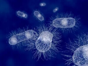 Pałeczka okrężnicy - bakterie u ssaków