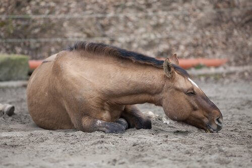 Kolka u koni: rodzaje, objawy i leczenie