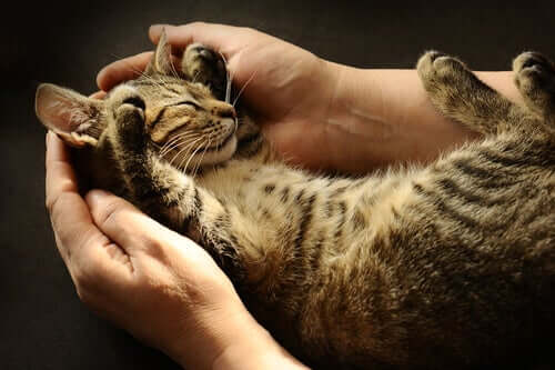 kotek w dłoniach, drapanie, czułość