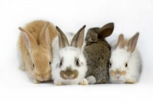 Zespół przedsionkowy u królików: o co chodzi?