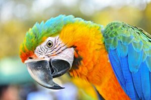 Papuga Ara - bardzo inteligentny ptak
