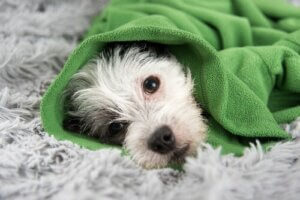 Przeziębienie psa - jak mu zapobiegać?
