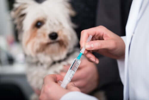 szczepiony pies przeziębienie