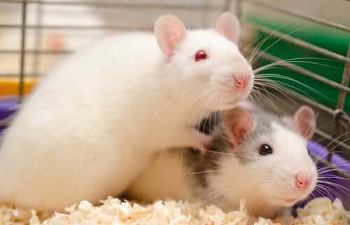 szczury w laboratorium zachowanie szczurów