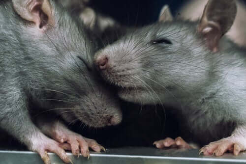 Dlaczego szczury nie ranią innych szczurów?