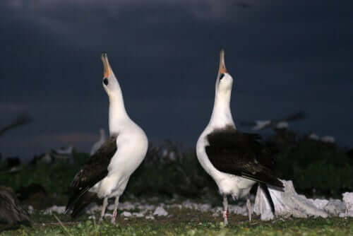 taniec albatrosów