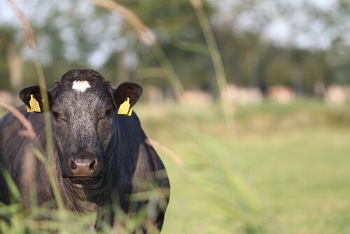 Środki przeciwpasożytnicze dla bydła